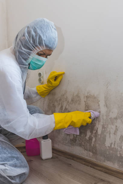 Best Airborne Mold Testing  in Nes, IL