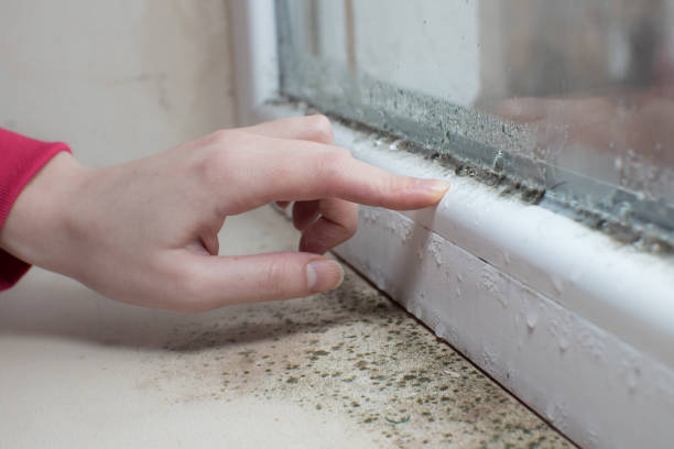 Best Mold Odor Removal Services  in Nes, IL